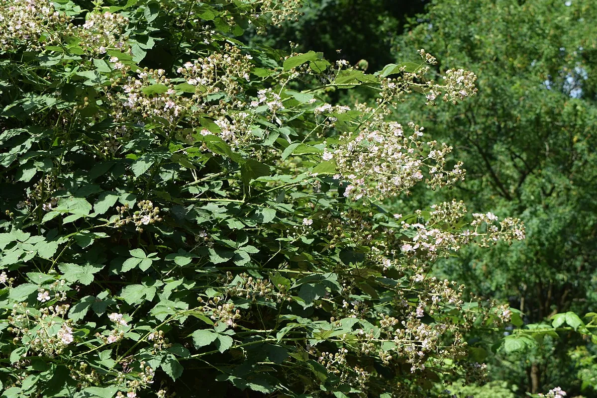 A dense thicket of Himalayan blackberry canes
